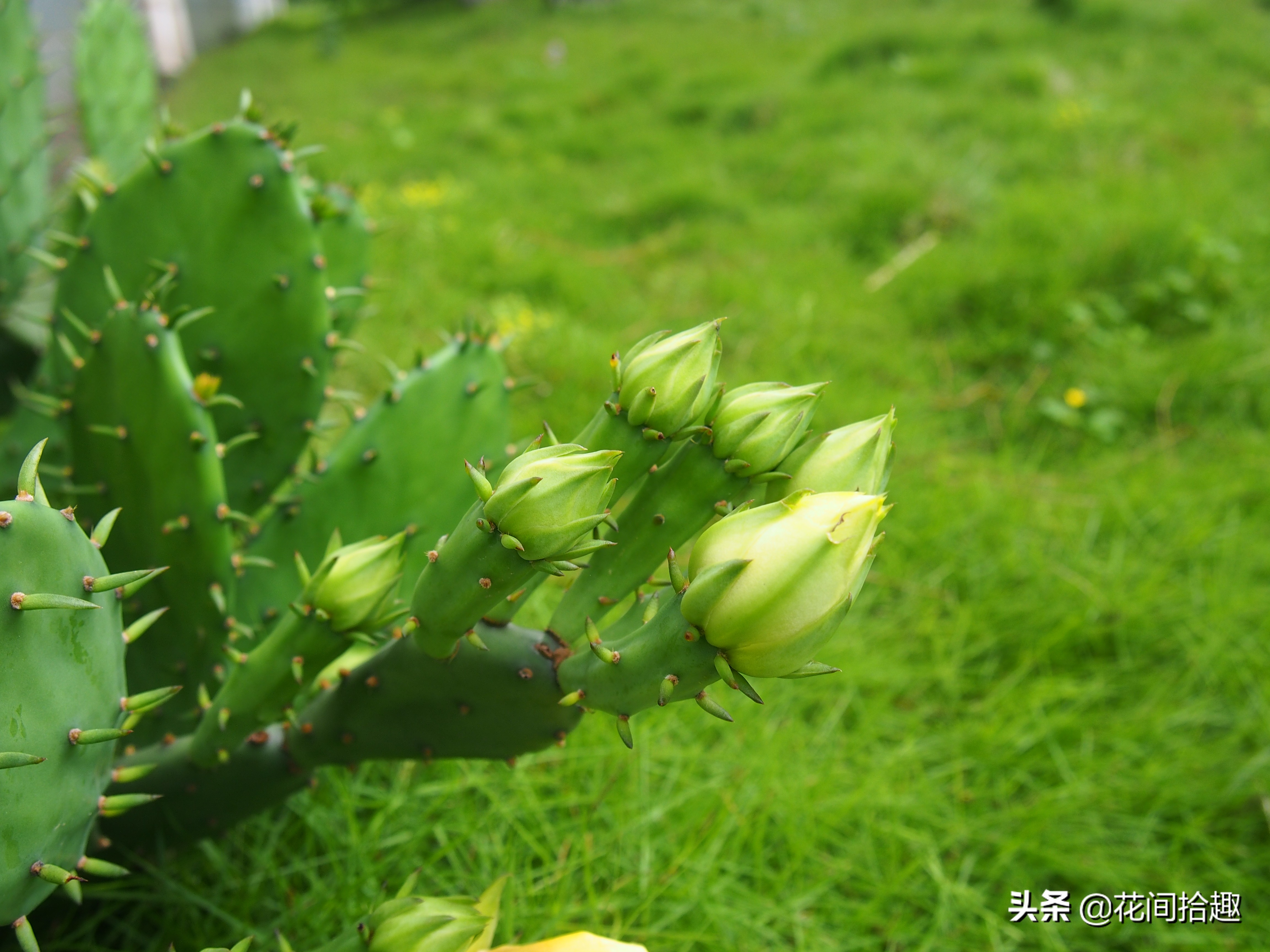 万重山仙人掌属于多肉植物吗,万重山多肉植物仙人掌易养
