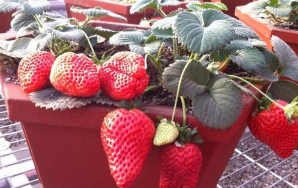 生姜盆栽非常简单也非常容易活,冬季家庭生姜盆栽种植方法