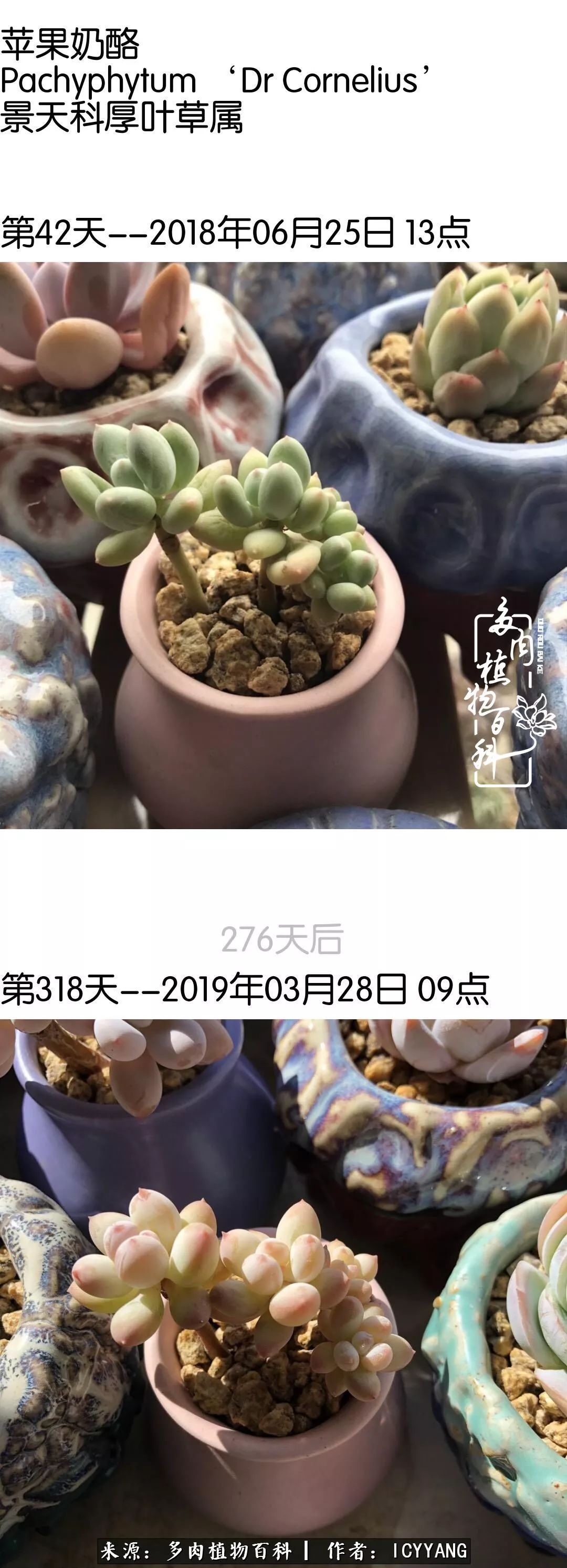 室内阳台多肉的养护方法,景天多肉养护