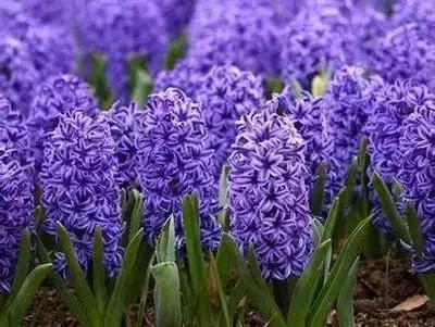 摄影艺术100种花的花语太全了,100种花卉和花语