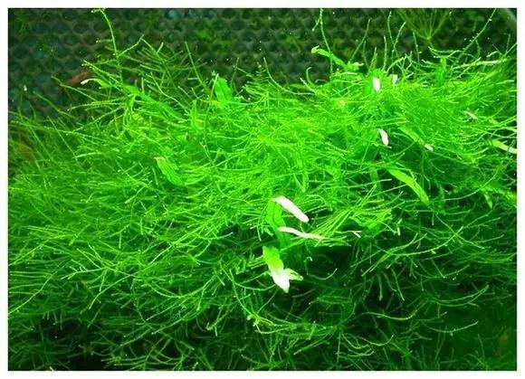 本色水景|教你认识——常见莫斯品种！水草造景学习