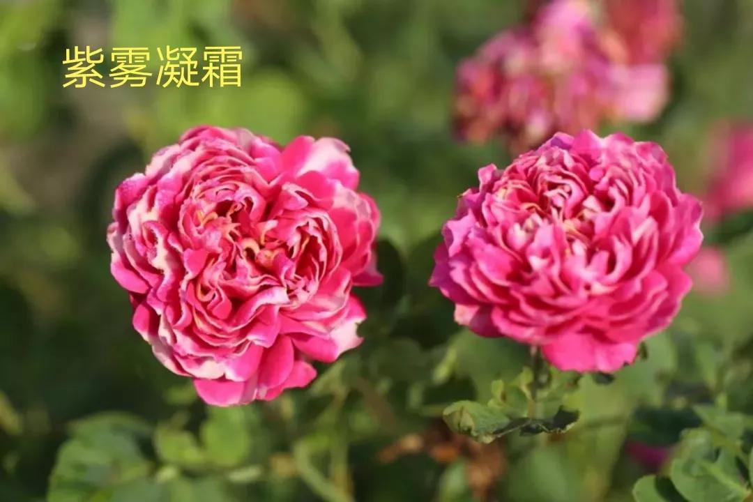 适合做切花的月季品种,十大公认最好切花月季