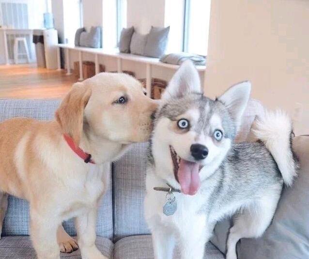 养狗后幸福感为什么爆棚,狗子绝育全过程