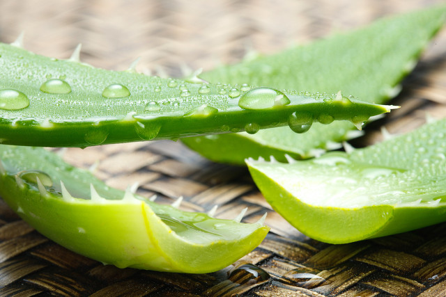 芦荟胶可不可以治痘痘,芦荟胶万能