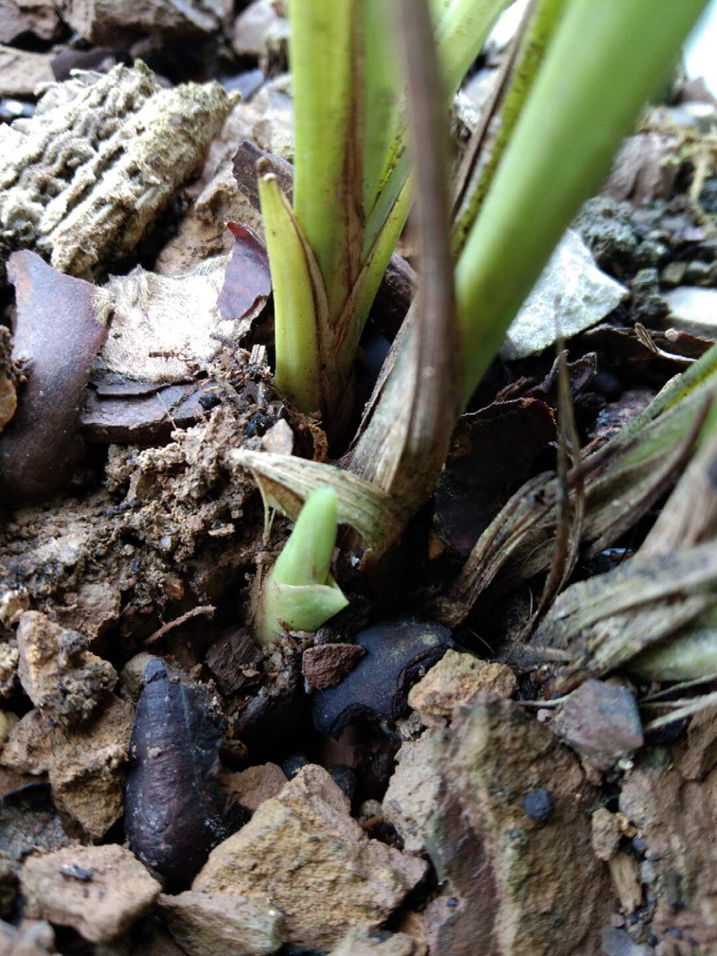 春兰素种,春兰素心哪个最值得养