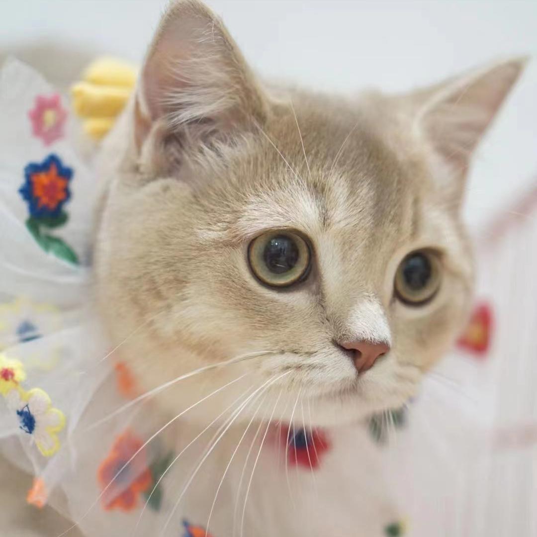 菲尔顿宠物诊所怎么加盟,菲尔顿宠物加盟