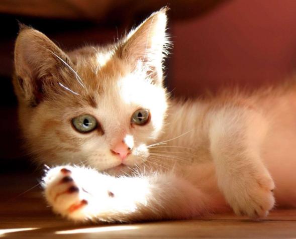 猫咪乳腺溃烂会自己好吗,猫咪乳腺有结节病变