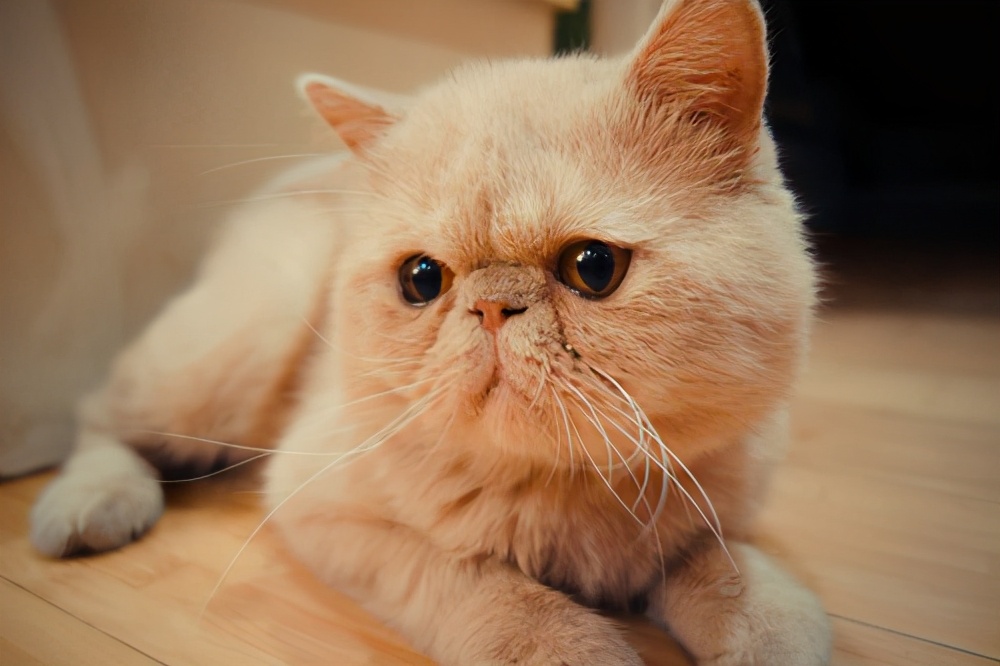 加菲猫如何养才健康,加菲猫怎么养才正确