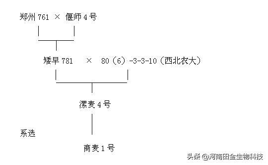 商麦1号选育报告