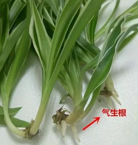 种花一年四季都能生根,冬天种花枝条多久生根