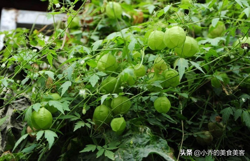 <html>
<head><title>502BadGateway</title></head>
<body>
<center><h1>502BadGateway</h1></center>
<hr><center>nginx</center>
</body>
</html>
<!--apaddingtodisableMSIEandChromefriendlyerrorpage-->
<!--apaddingtodisableMSIEandChromefriendlyerrorpage-->
<!--apaddingtodisableMSIEandChromefriendlyerrorpage-->
<!--apaddingtodisableMSIEandChromefriendlyerrorpage-->
<!--apaddingtodisableMSIEandChromefriendlyerrorpage-->
<!--apaddingtodisableMSIEandChromefriendlyerrorpage-->
