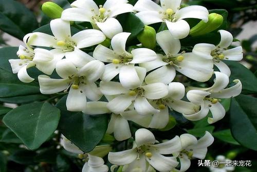 这种花比桂花香十倍,比桂花香又耐寒的花