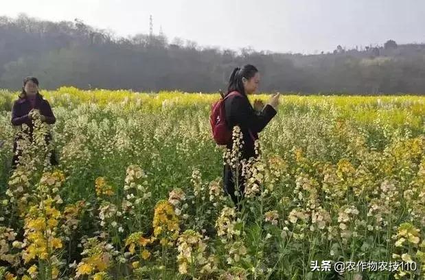 谁说农业不赚钱?!一亩收益60万,试过这3个新玩法的菜农赚嗨了
