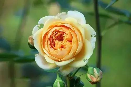 最漂亮10种微型月季,新手必入这8种月季漂亮好养