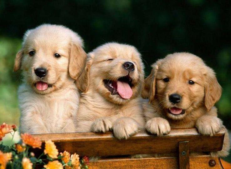 新手铲屎官金毛,新手铲屎官如何挑选健康的猫咪