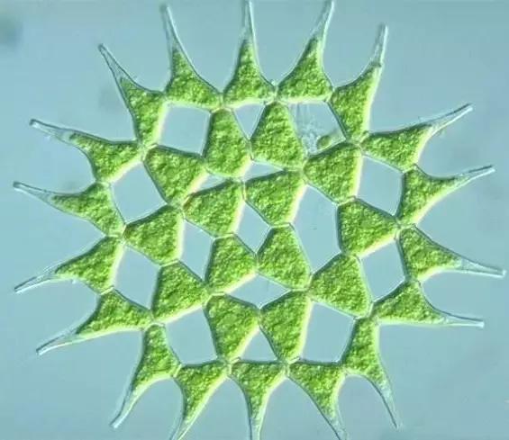 水产养殖业藻类的生命周期,水产养殖常见藻类植物