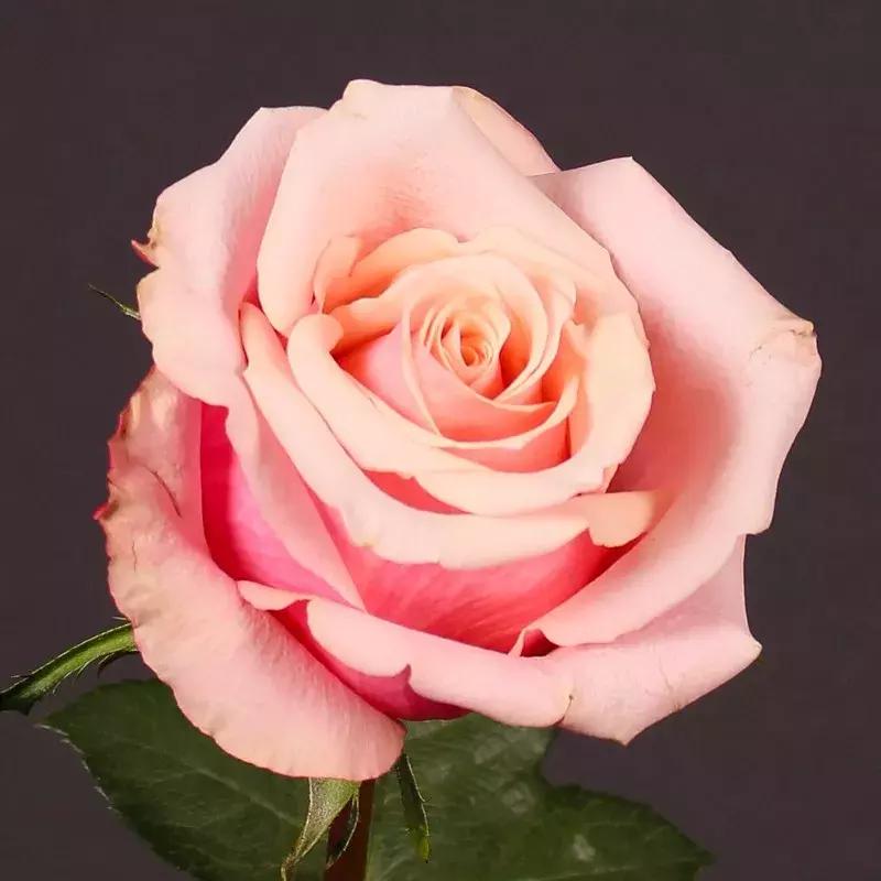 花材花语大全100种,花材清单