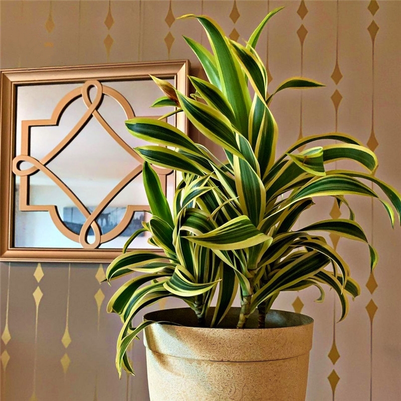 适合阳光暴晒的观叶绿植,适合室内养的高端观叶绿植