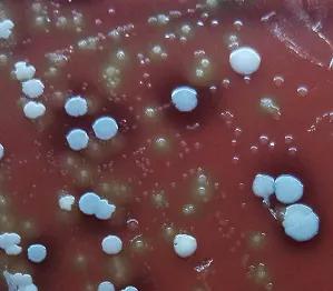 窥一斑而识全貌,窥一斑而知全貌出自哪里