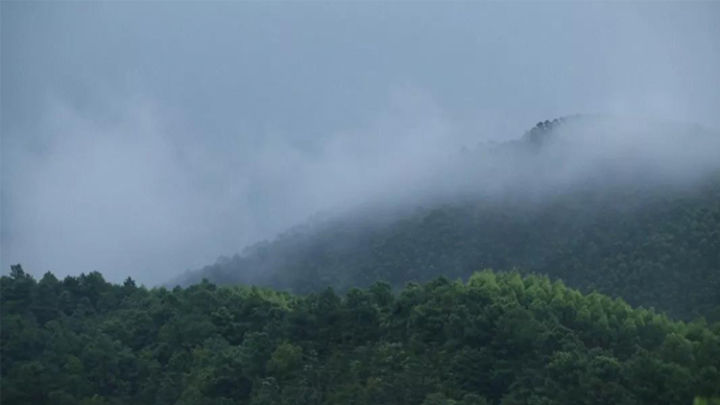 用一句话描述各山头普洱茶的特点,普洱茶六大名山头茶的特点介绍