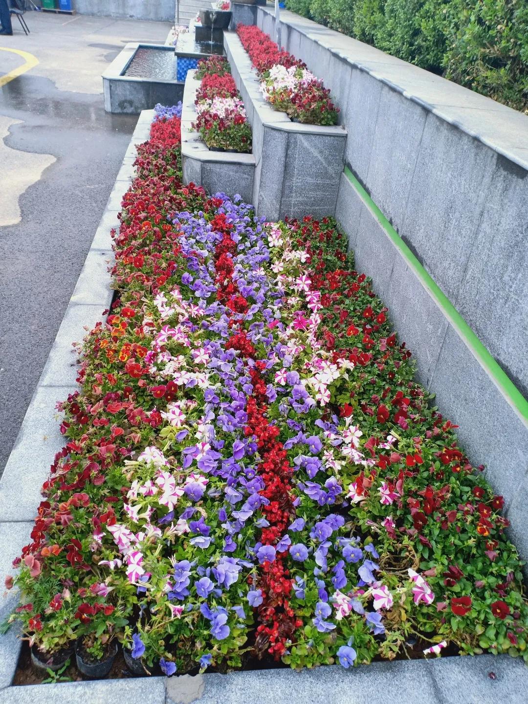 最美校园获奖照片,喜报学校荣获全面优胜单位