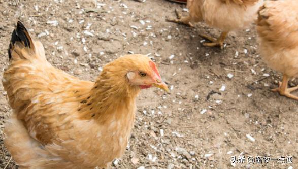 肉鸡进栏后多少天消毒,肉鸡饮水消毒最佳方法