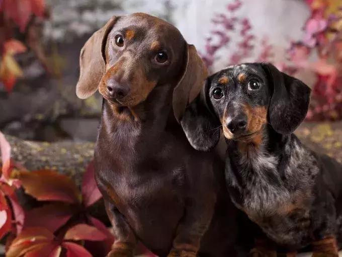 美国家庭都养什么犬,美国人喜欢养什么猛犬