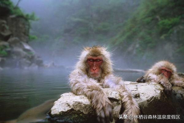 日本富士山猴子泡温泉,日本雪猴公园
