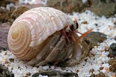 听说过网红猫岛、猪岛，见识过真正硬核的“蟹岛”吗？