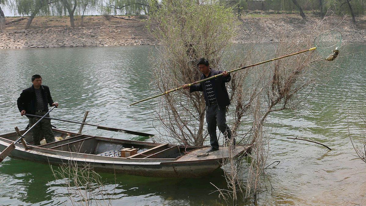 电鱼从什么时候禁止了,电鱼为什么是违法的