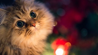 一定要喂猫咪吃冻干的理由!这样吃效果最佳,远胜干湿粮