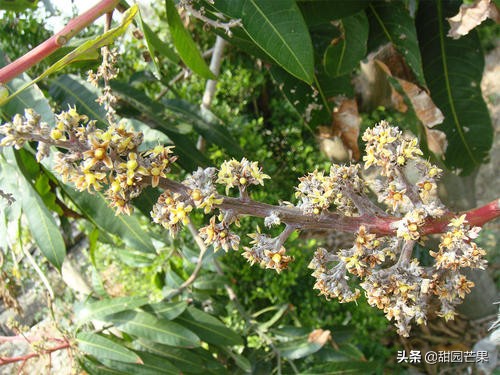 芒果最常见的病是什么病,芒果白锈病如何治疗