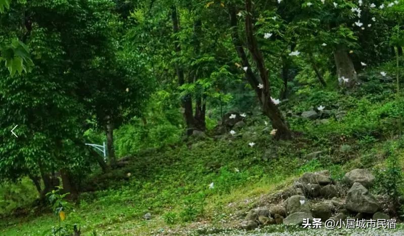 从化旅游景点大全樱花,从化樱花旅游景点