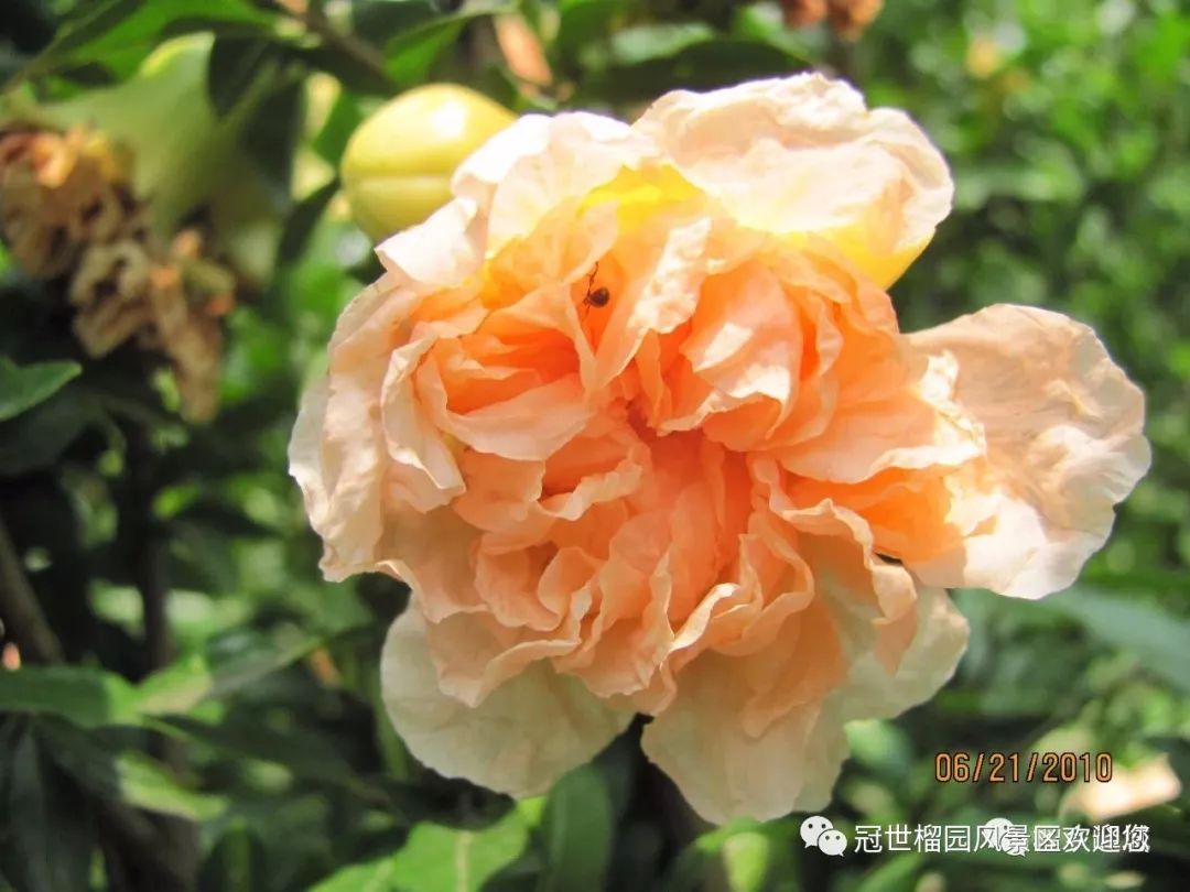 世界旅游日5月19日优惠,冠世榴园免费景点