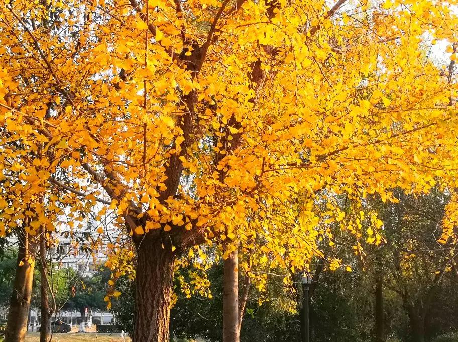 温州茶山大学城的银杏林变黄了，相约一起拍美照吧