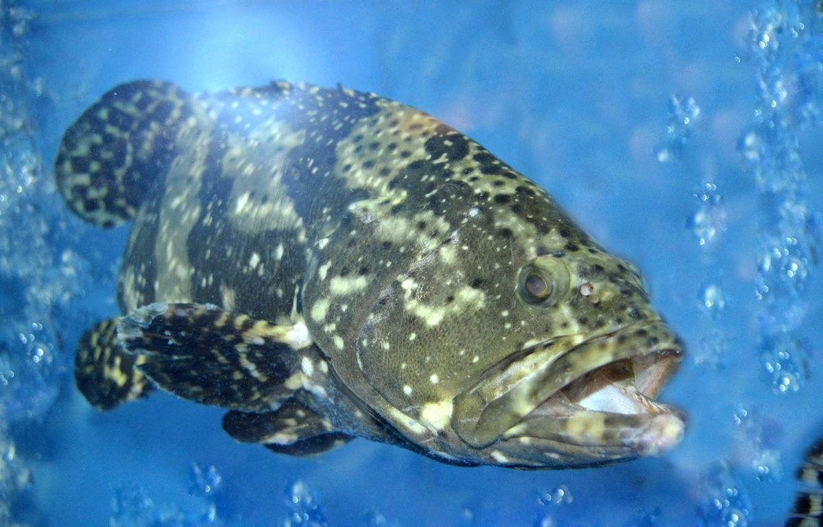 三亚旅游吃海鲜防宰攻略,三亚蜈支洲岛吃海鲜攻略