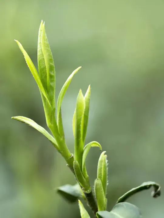 青芽甘露：一杯竹叶青，尽显君子情