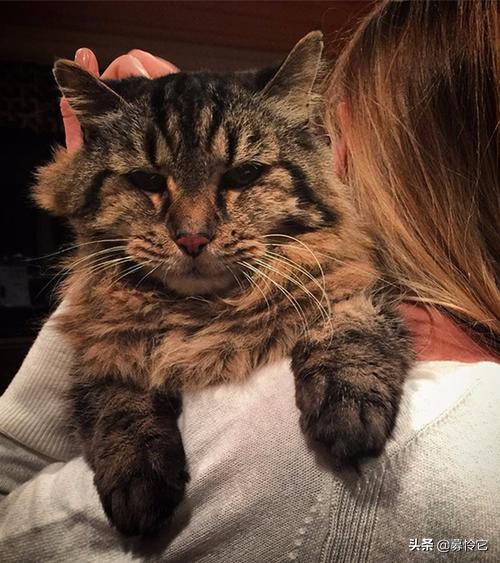 猫咪最长寿的方法,史上最长寿的猫咪