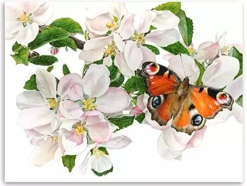 超写实绘画真实吗,超写实的植物绘画