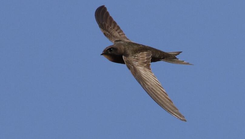 一生都要飞的鸟,雨燕可以在空中飞行几个月