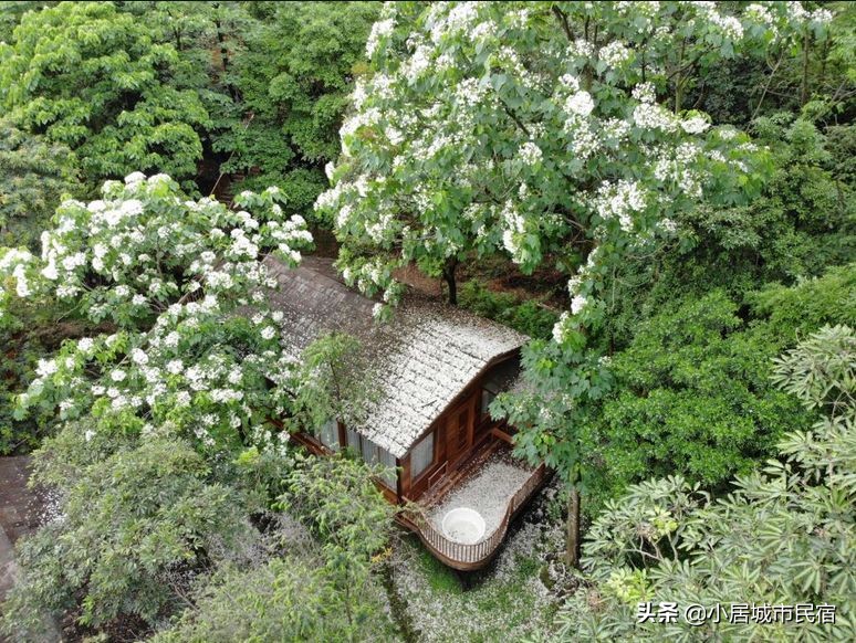 从化旅游景点大全樱花,从化樱花旅游景点