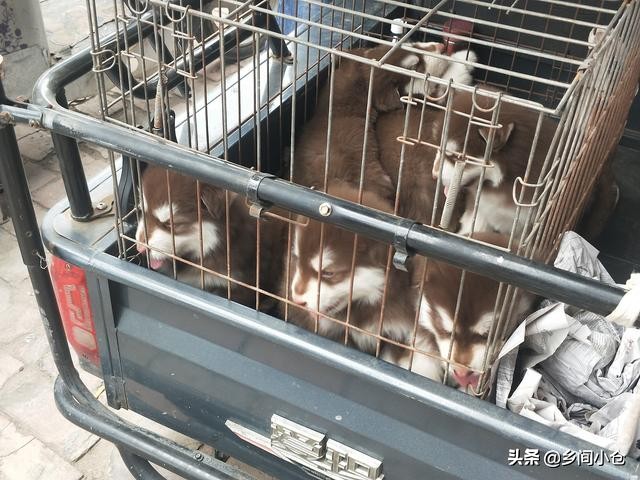 真正的狗市品种,哪里的狗市便宜品种又好种类又多