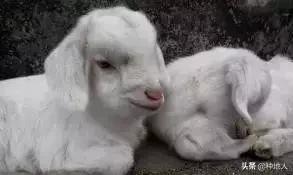 羊粪做有机肥复杂吗,自己制作羊粪有机肥怎么操作