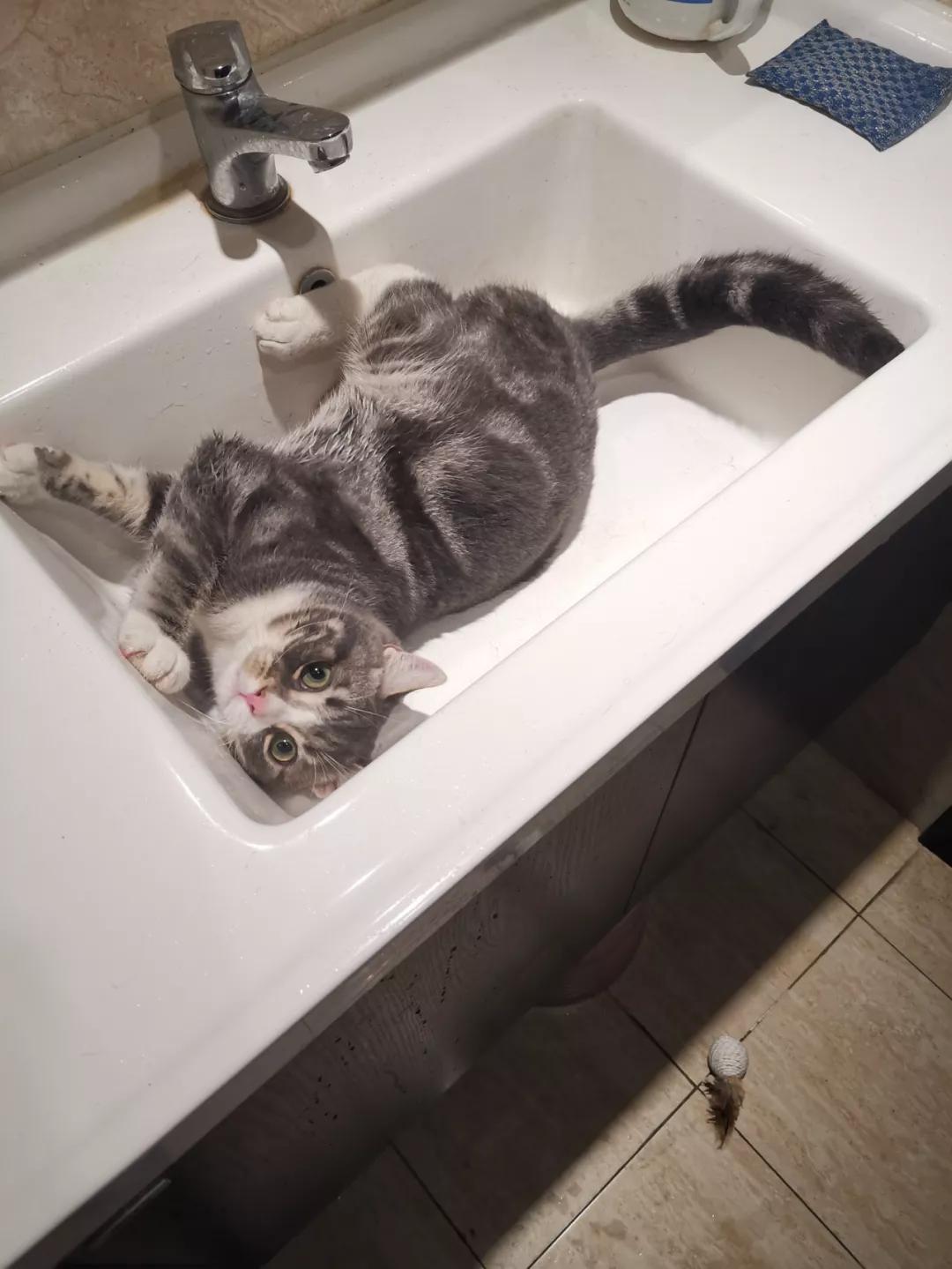 铲屎官最担心猫咪的几件事,爱玩水的猫怎么治