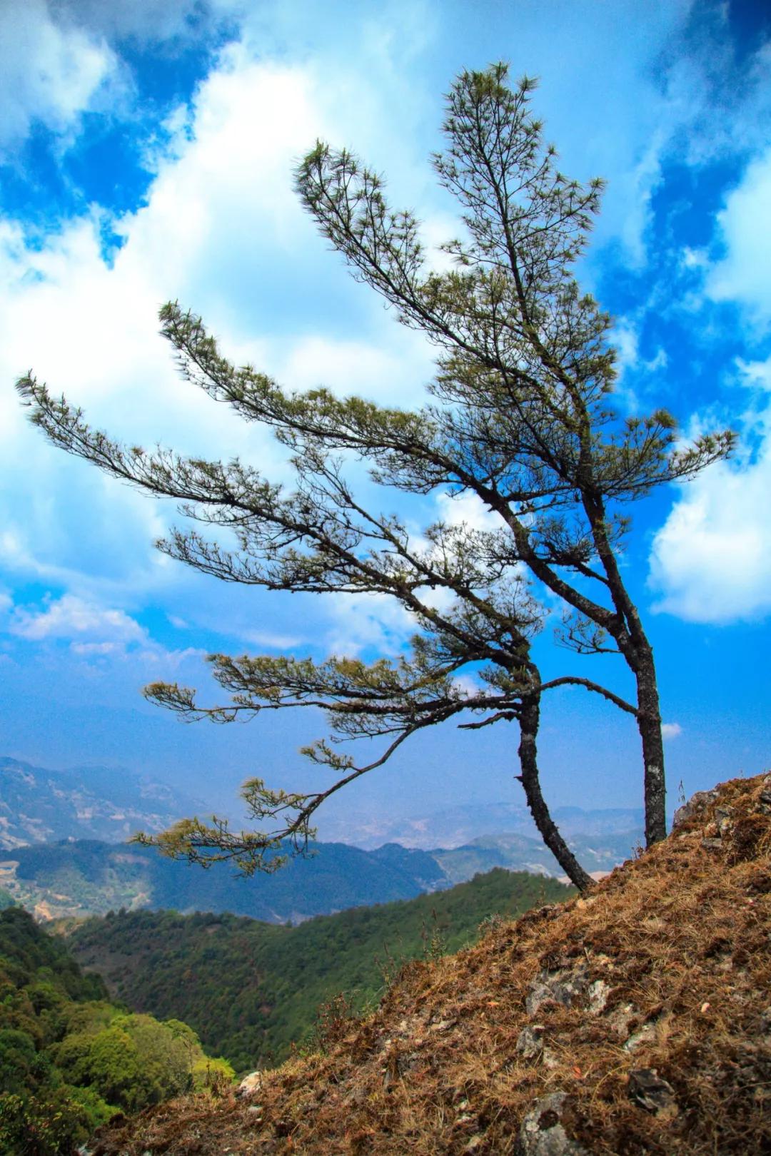 这是一个充满生机的公园怎么说,这是一个充满生机的国度朗诵