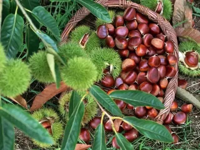 金秋采摘正当时!山东这十种田间美味错过再等一年!