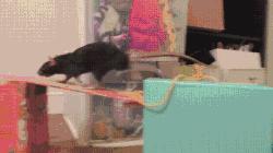 鼠年最稀有的老鼠,鼠年各种耗子大全