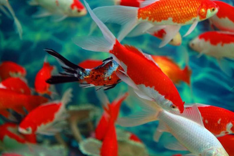 金鱼怎么预防寄生虫,金鱼体内寄生虫用什么药