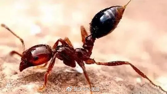 遇到这些虫子千万别拍它,提高警惕遇到这些虫子千万别乱拍