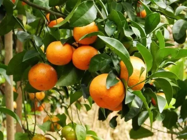 沙糖桔怎么预防疾病,防止沙糖桔腐烂小妙招